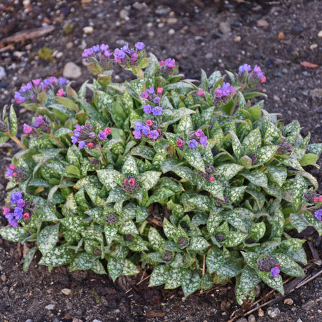 Pulmonaria 'Spot On' PP33063