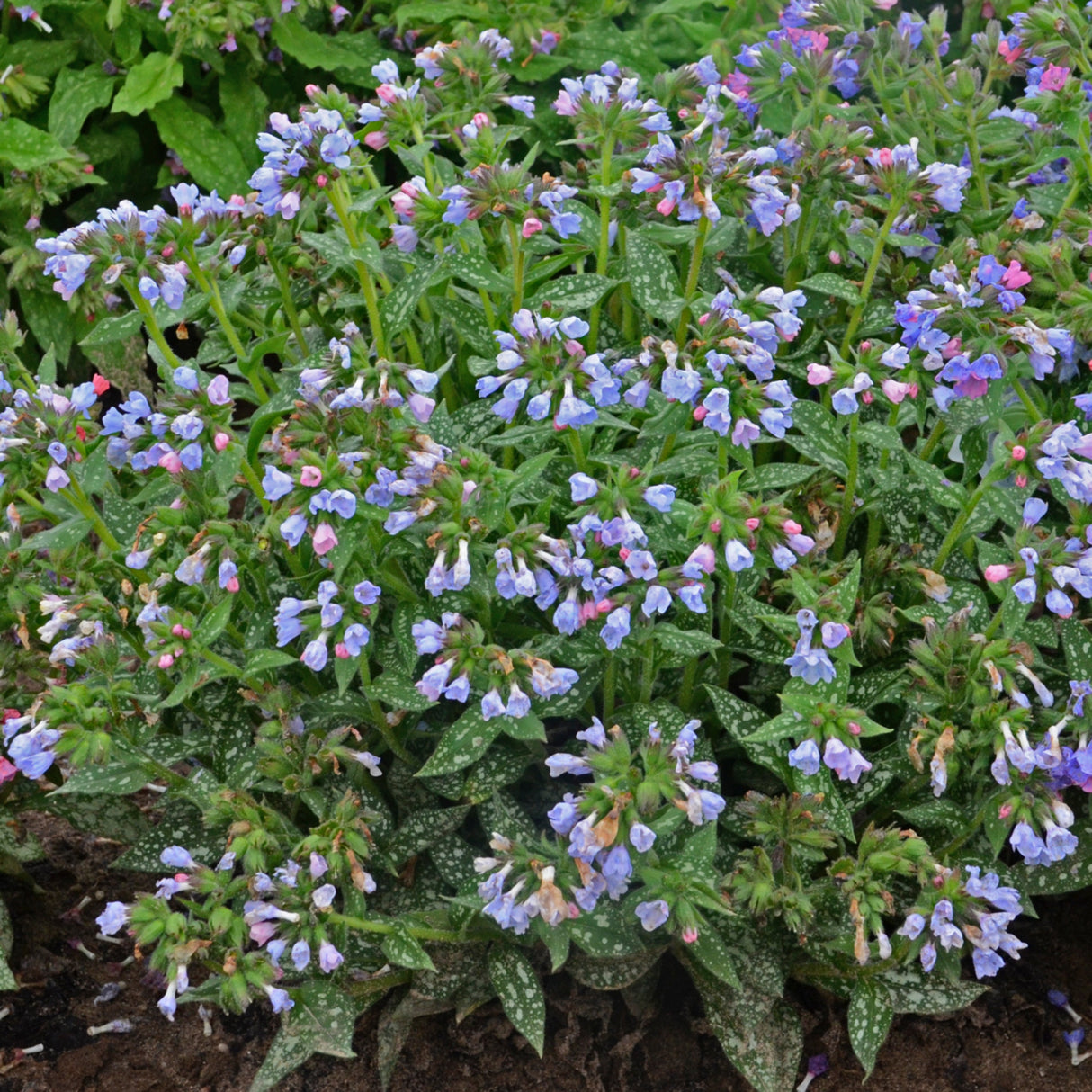 Pulmonaria 'Twinkle Toes' PP30258