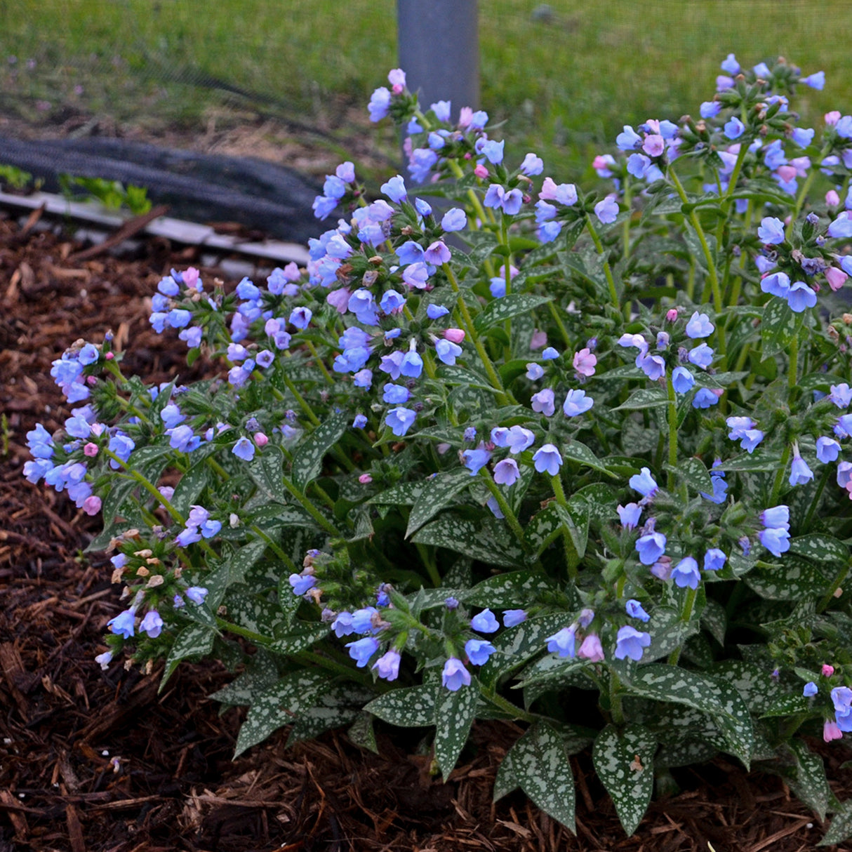 Pulmonaria 'Twinkle Toes' PP30258