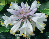 Purple Verticulated Elf Hosta