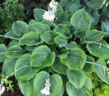 Pursuit of Happiness Hosta