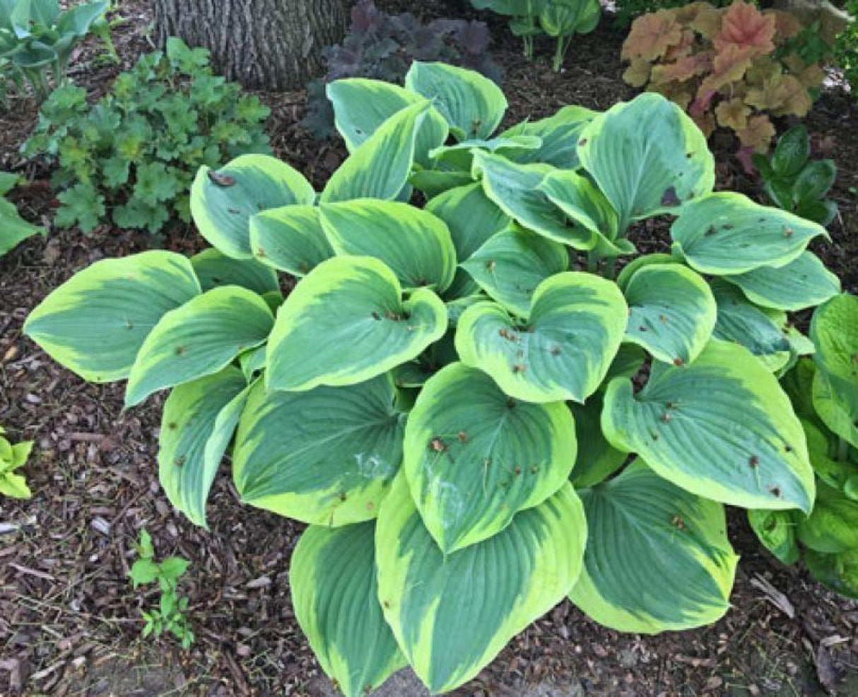 Pursuit of Happiness Hosta