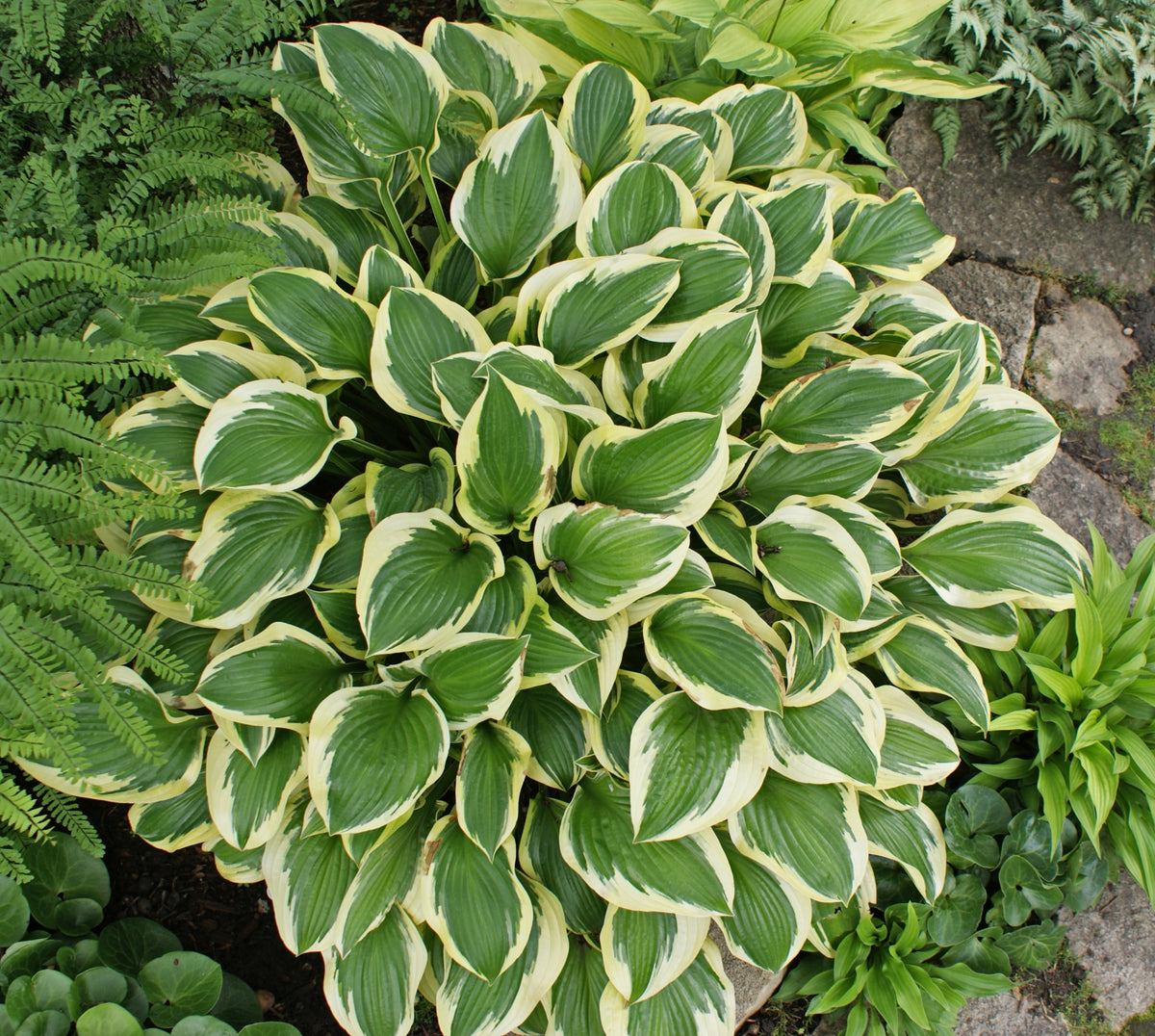 Hosta Beach Rocks Ground Cover Hosta - Hostas For Rock Gardens Or Borders – NH Hostas
