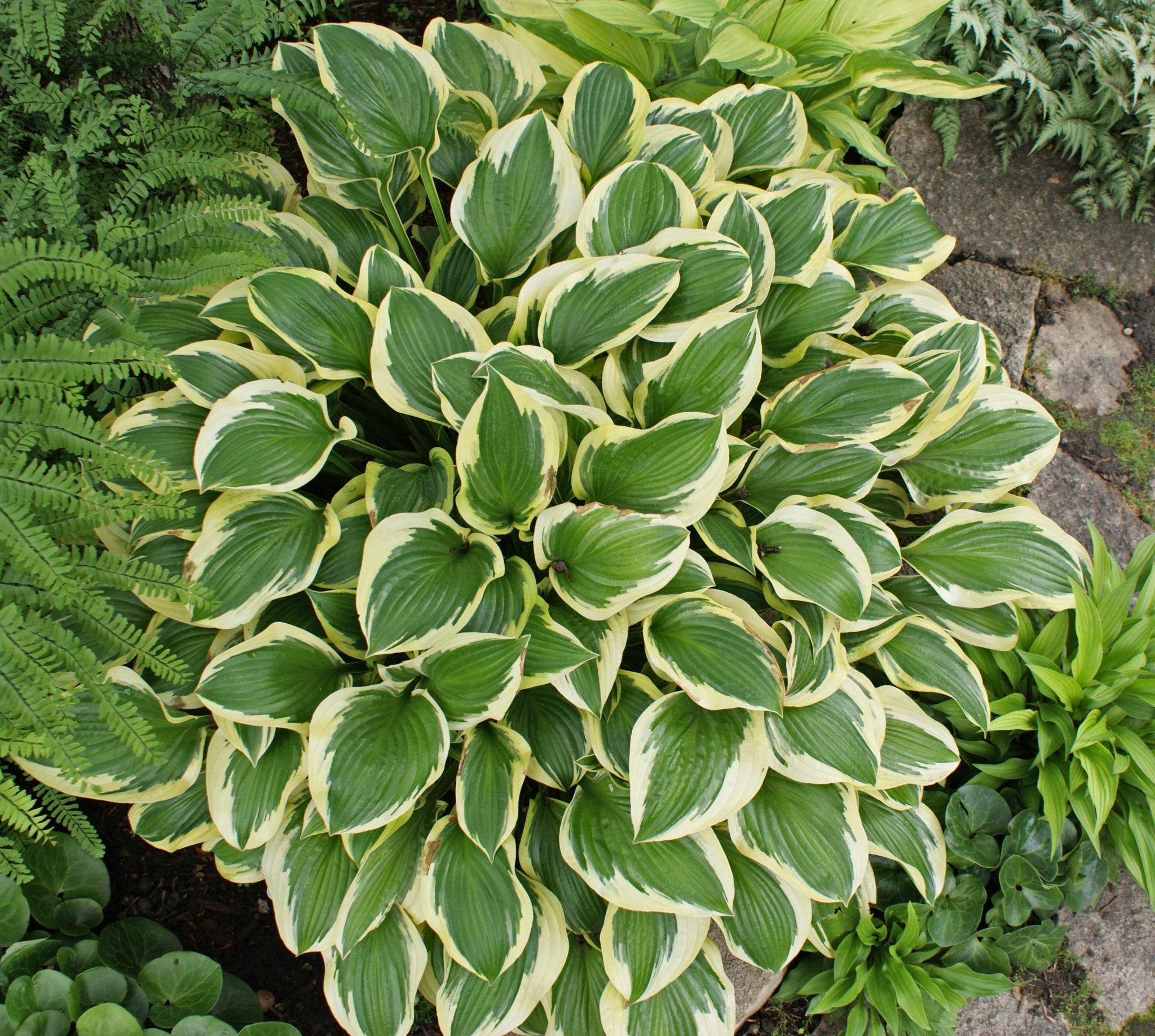 Ground Cover Hosta - Hostas For Rock Gardens Or Borders – NH Hostas