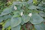 Queen of the Seas Hosta - 4.5 Inch Container