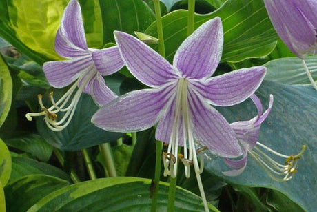 Quill Hosta