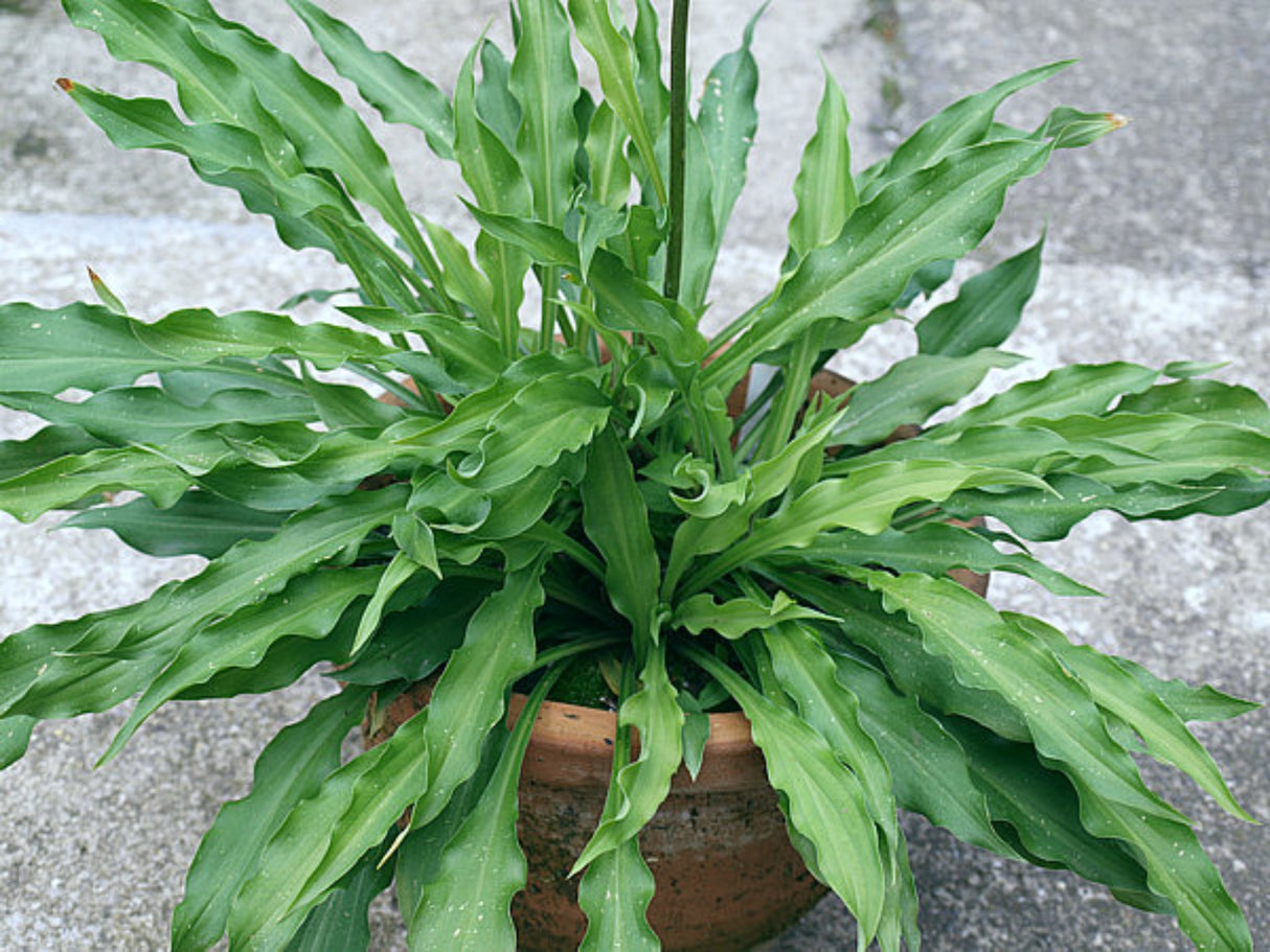 Quill Hosta