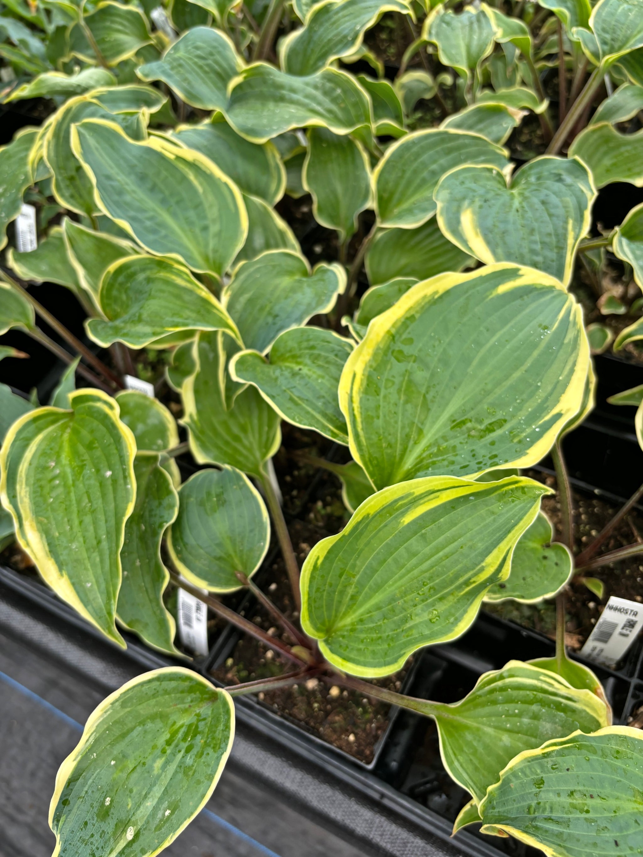 Ramble On Hosta