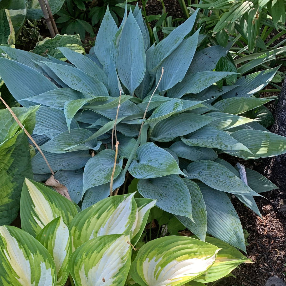 Blue Tooth Hosta - Shade Perennial Blue Hosta Plant – NH Hostas