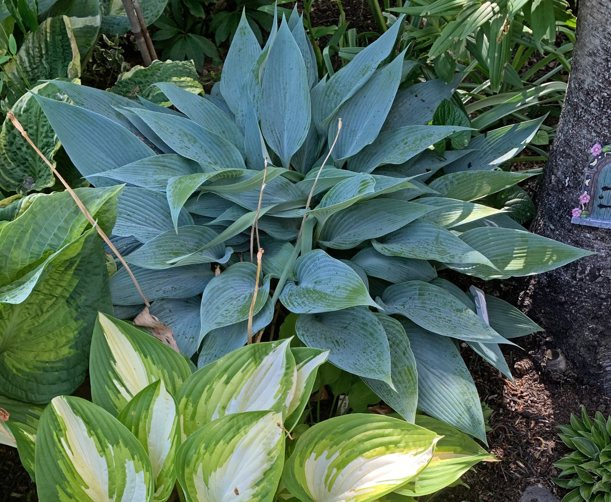 Blue Tooth Hosta