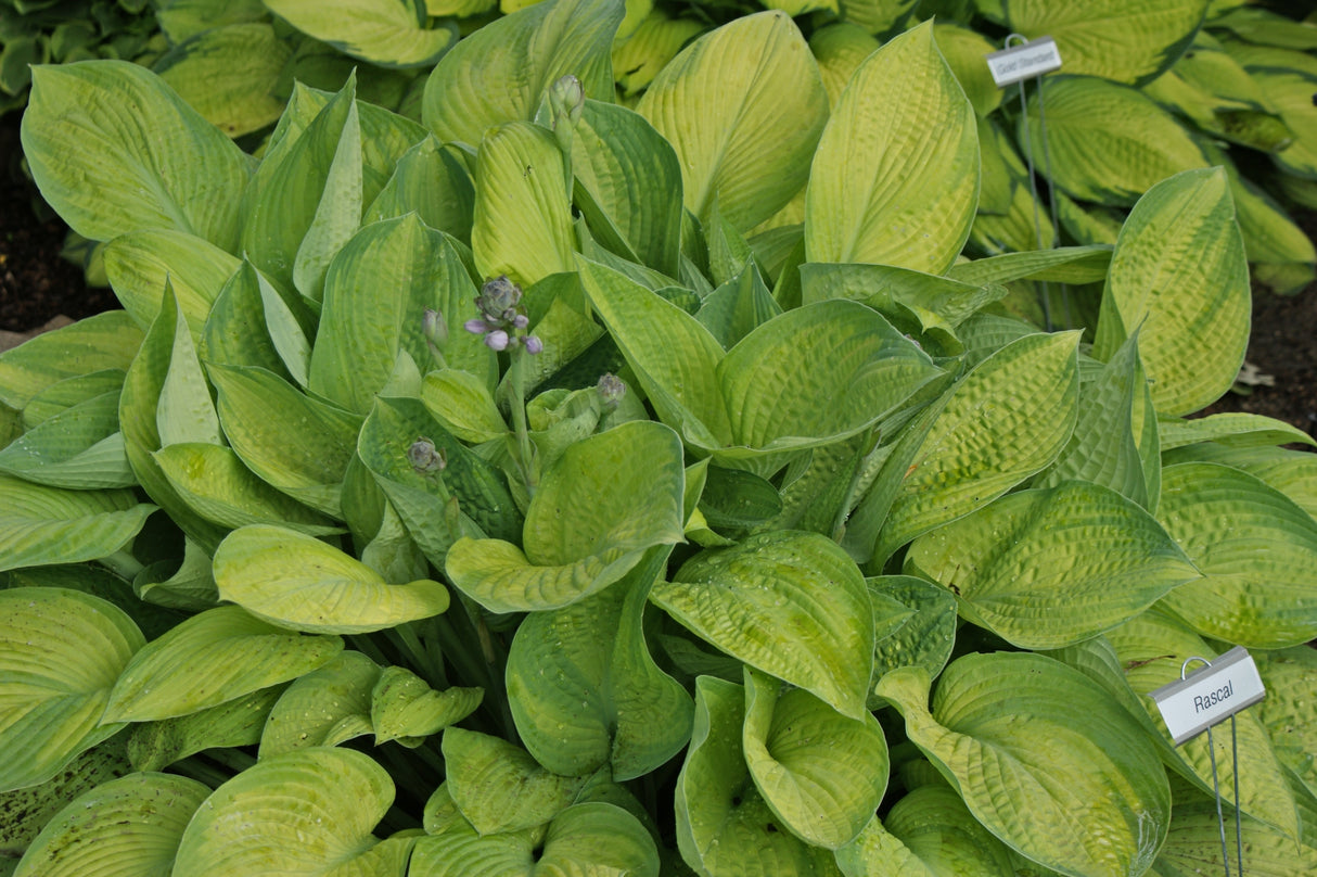 Rascal Hosta