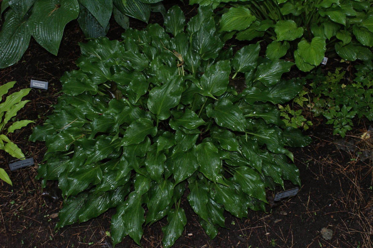 Raspberry Sorbet Hosta