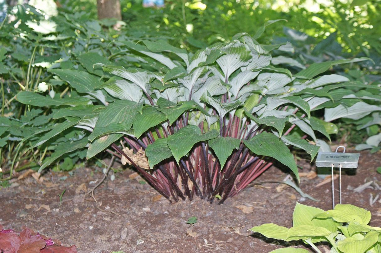 Red October Hosta