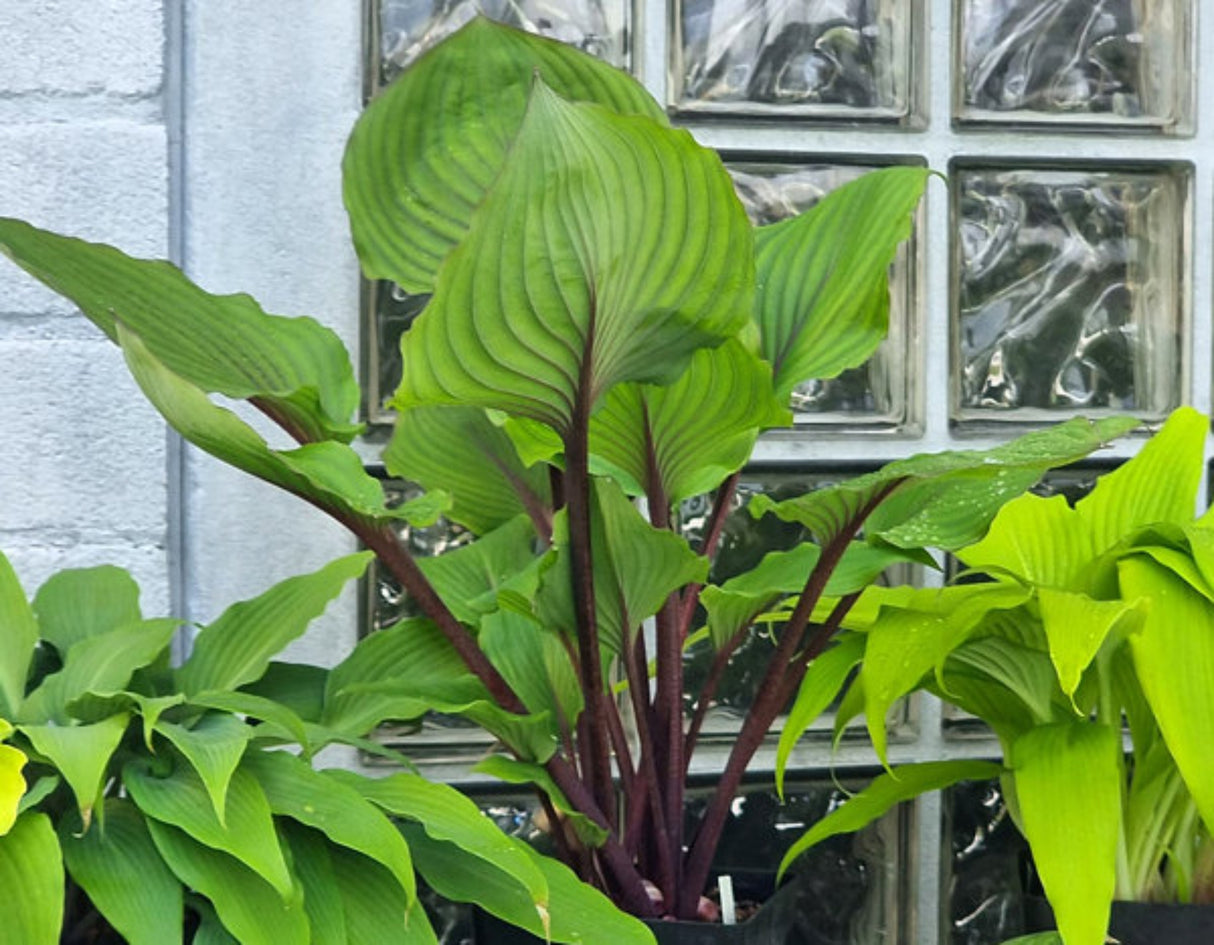 Red Racer Hosta