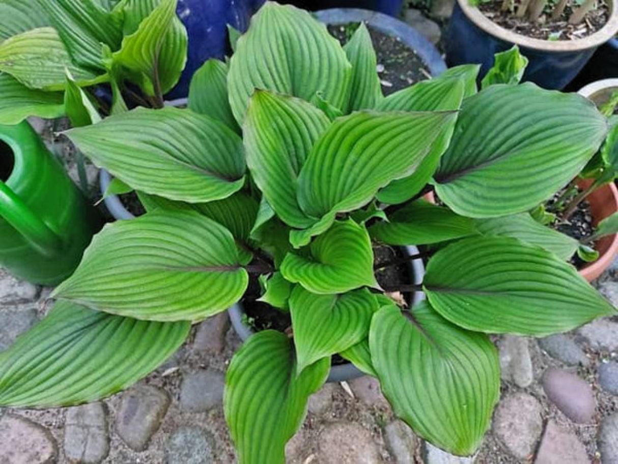 Red Racer Hosta