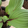 Red Sky at Night Hosta