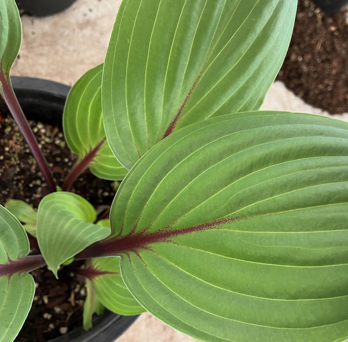 Red Sky at Night Hosta