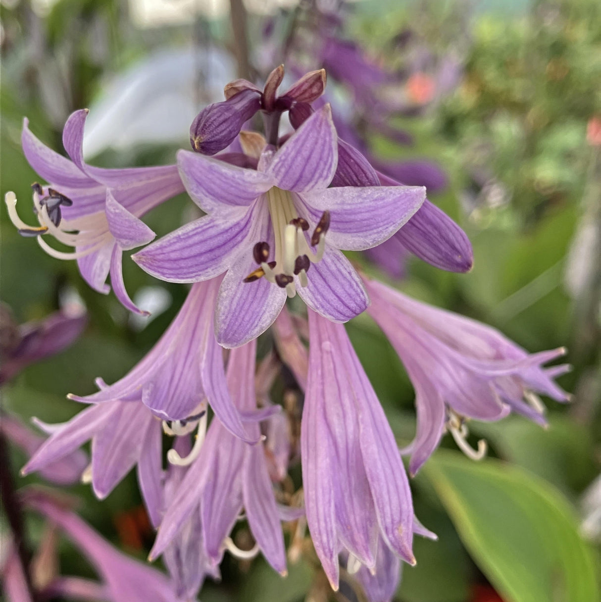 Red Sky at Night Hosta Flower
