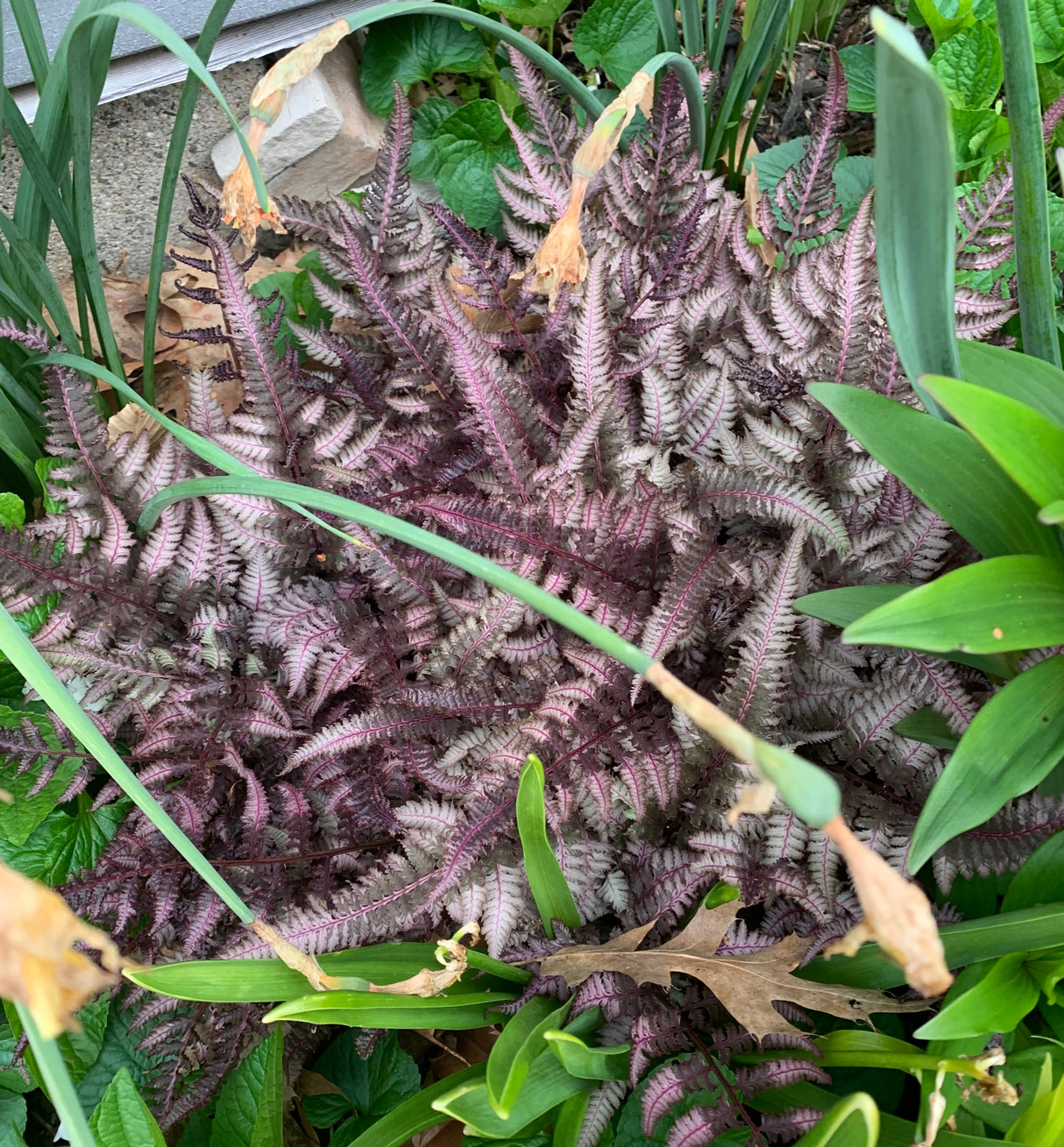 Regal Red Japanese Painted Fern