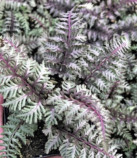 Regal Red Japanese Painted Fern