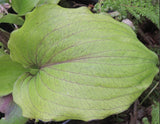 Rikishi Hosta