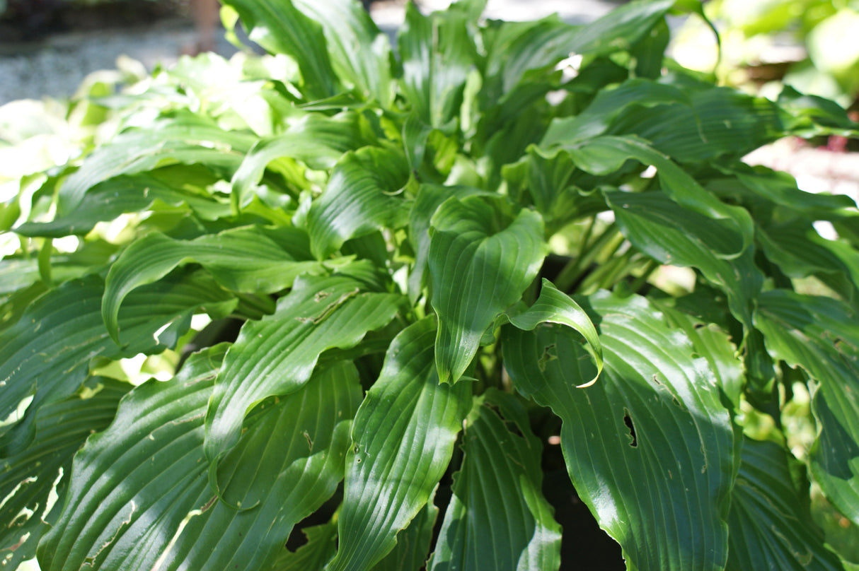 Ringtail Hosta