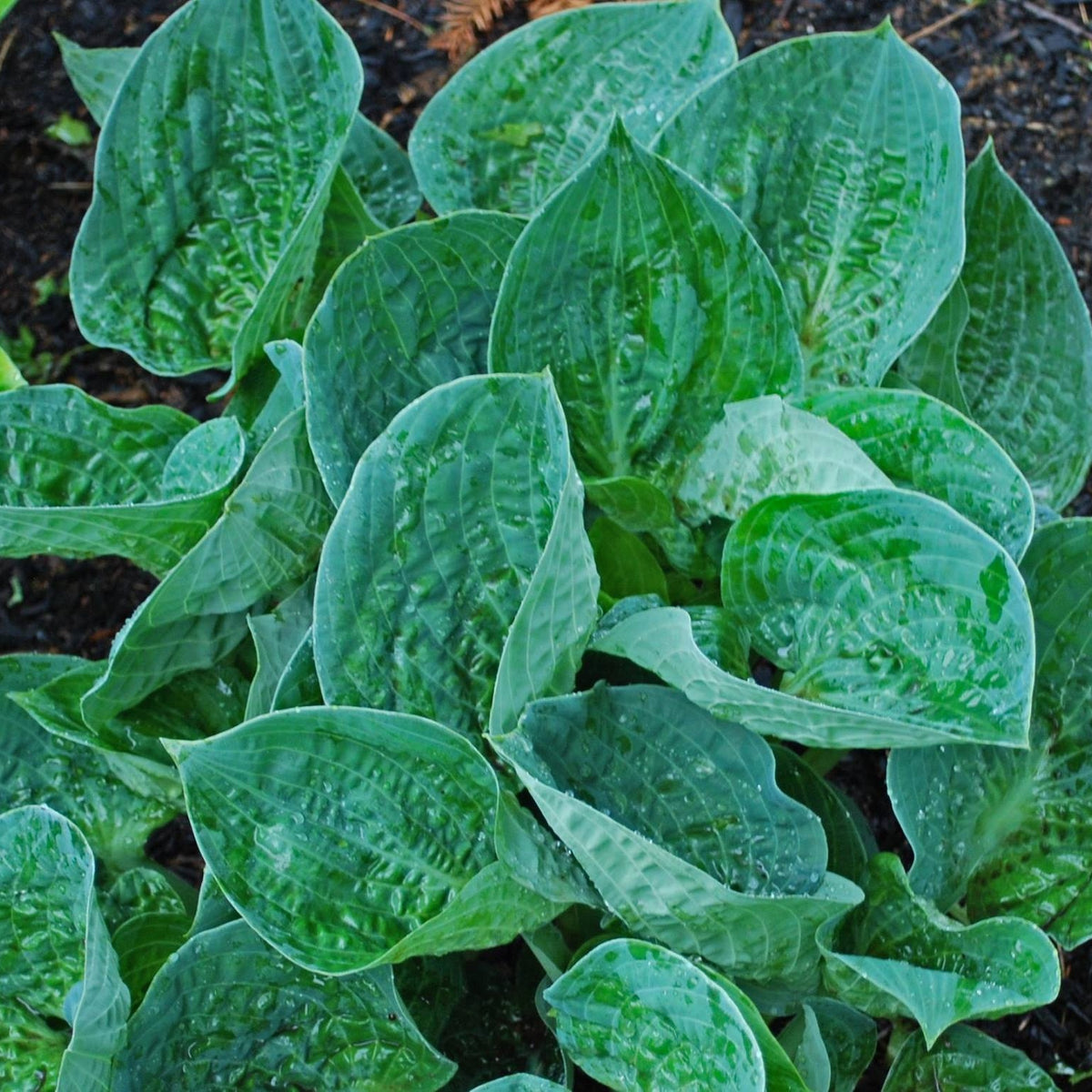 Ripped Hosta – NH Hostas