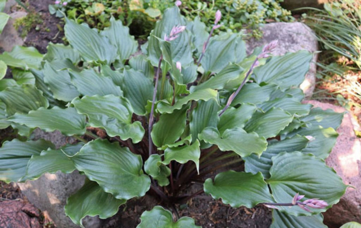 Ripples in Time Hosta