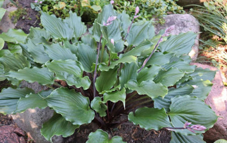 Ripples in Time Hosta