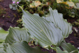 Ripples in Time Hosta