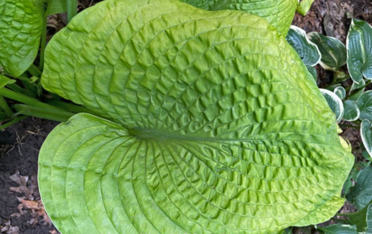 River Valley Gold Hosta