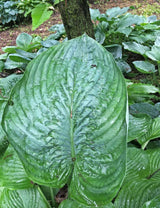 Riverboat Queen Hosta (NEW For 2022!) Available in May!