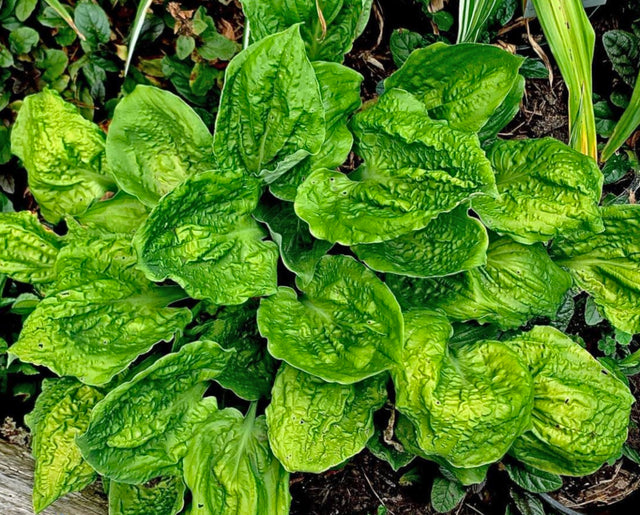 Road Rage Hosta – NH Hostas