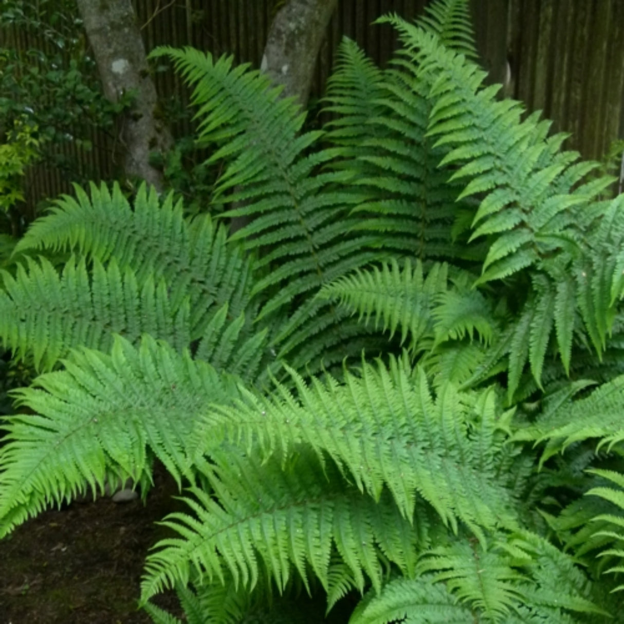 Robust Male Fern