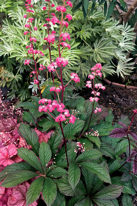 Rodgersia ‘Bronze Peacock’