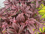 Rodgersia ‘Bronze Peacock’
