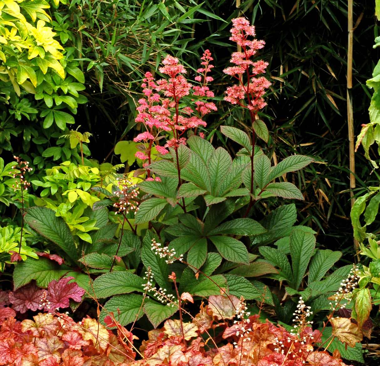 Rodgersia ‘Bronze Peacock’