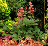 Rodgersia ‘Bronze Peacock’