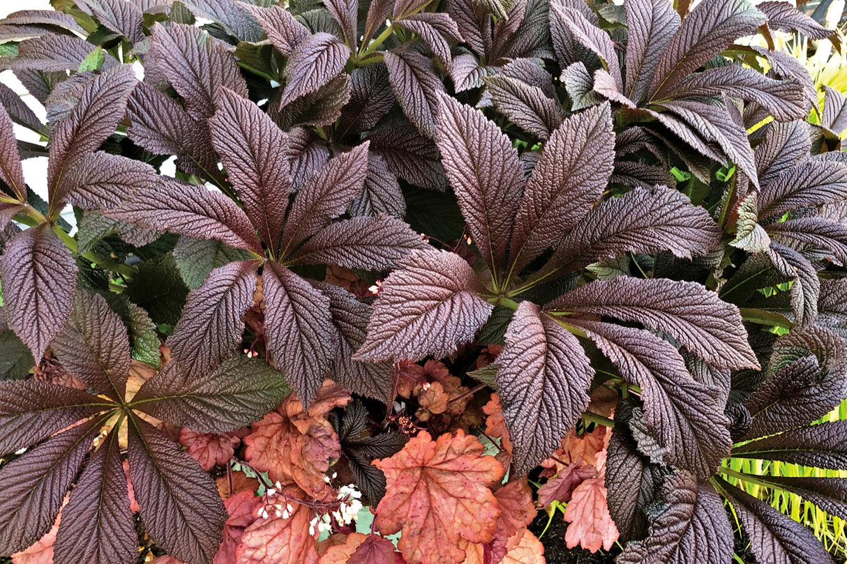 Rodgersia ‘Bronze Peacock’