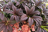 Rodgersia ‘Bronze Peacock’