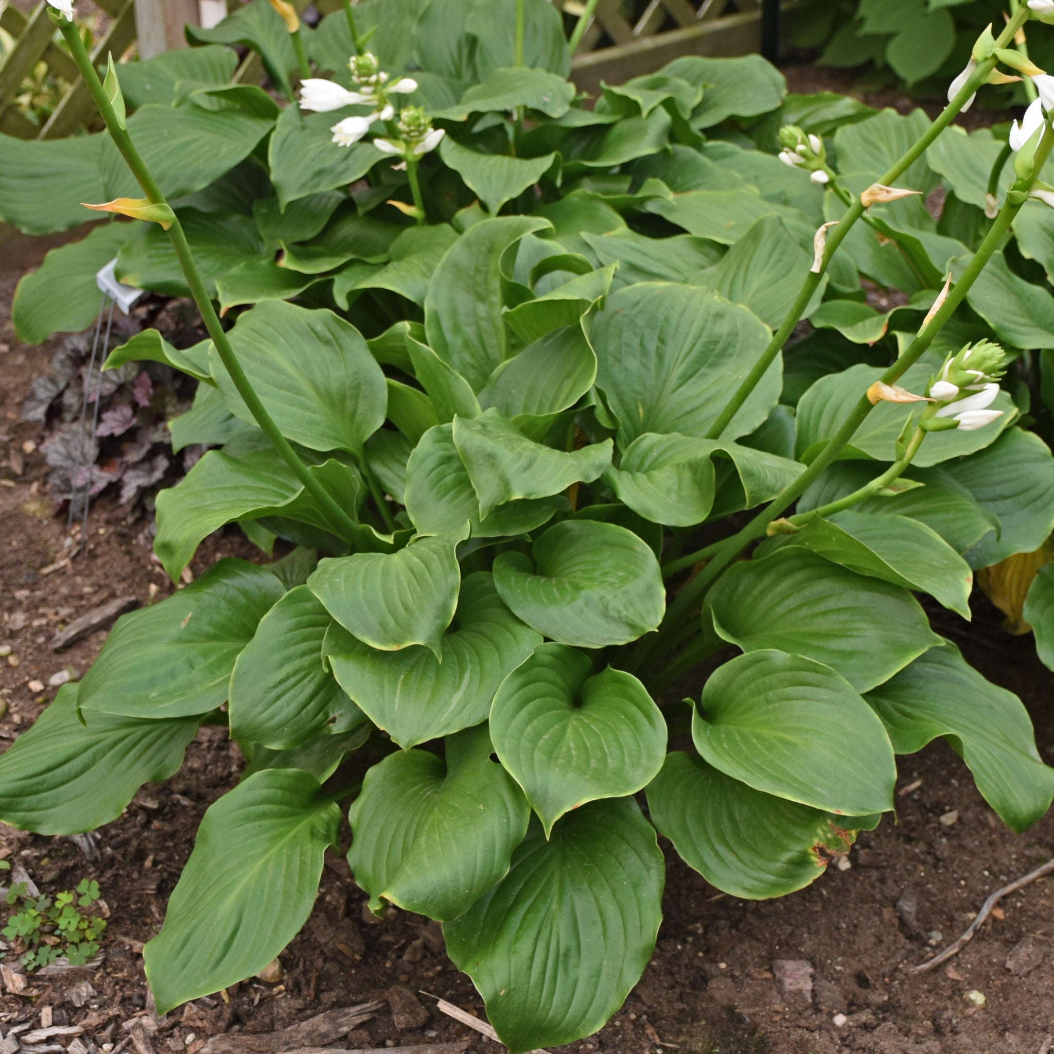 Royal Crest Hosta PP32067