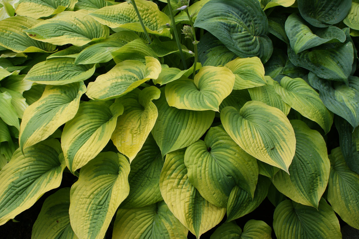 Royal Flush Hosta - 4.5 Inch Container