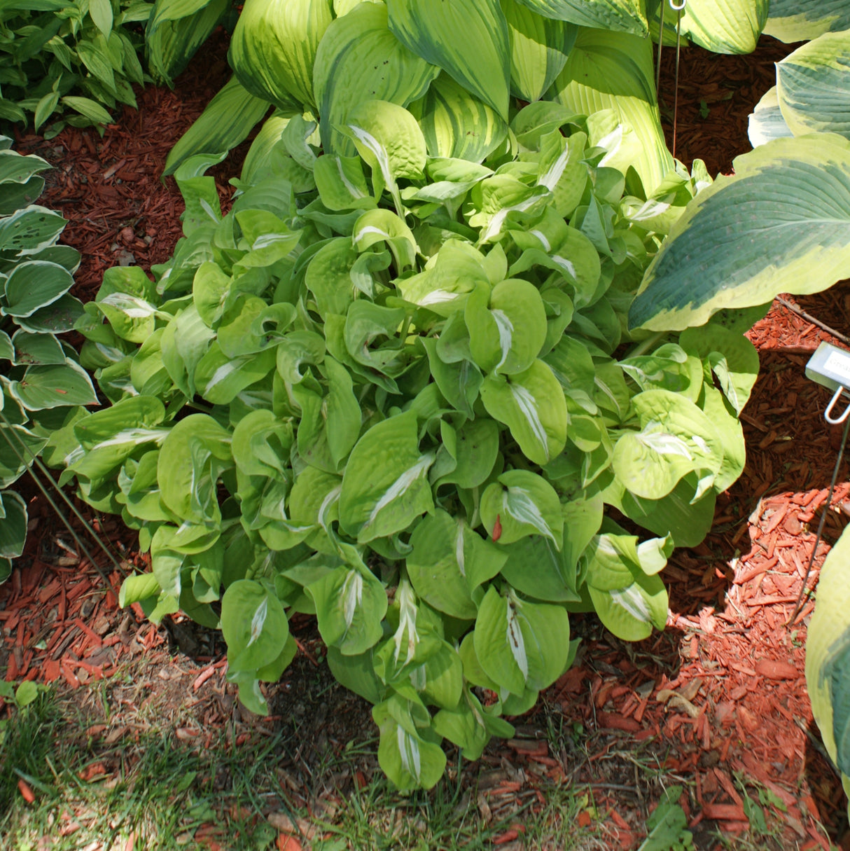 Royal Tiara Hosta