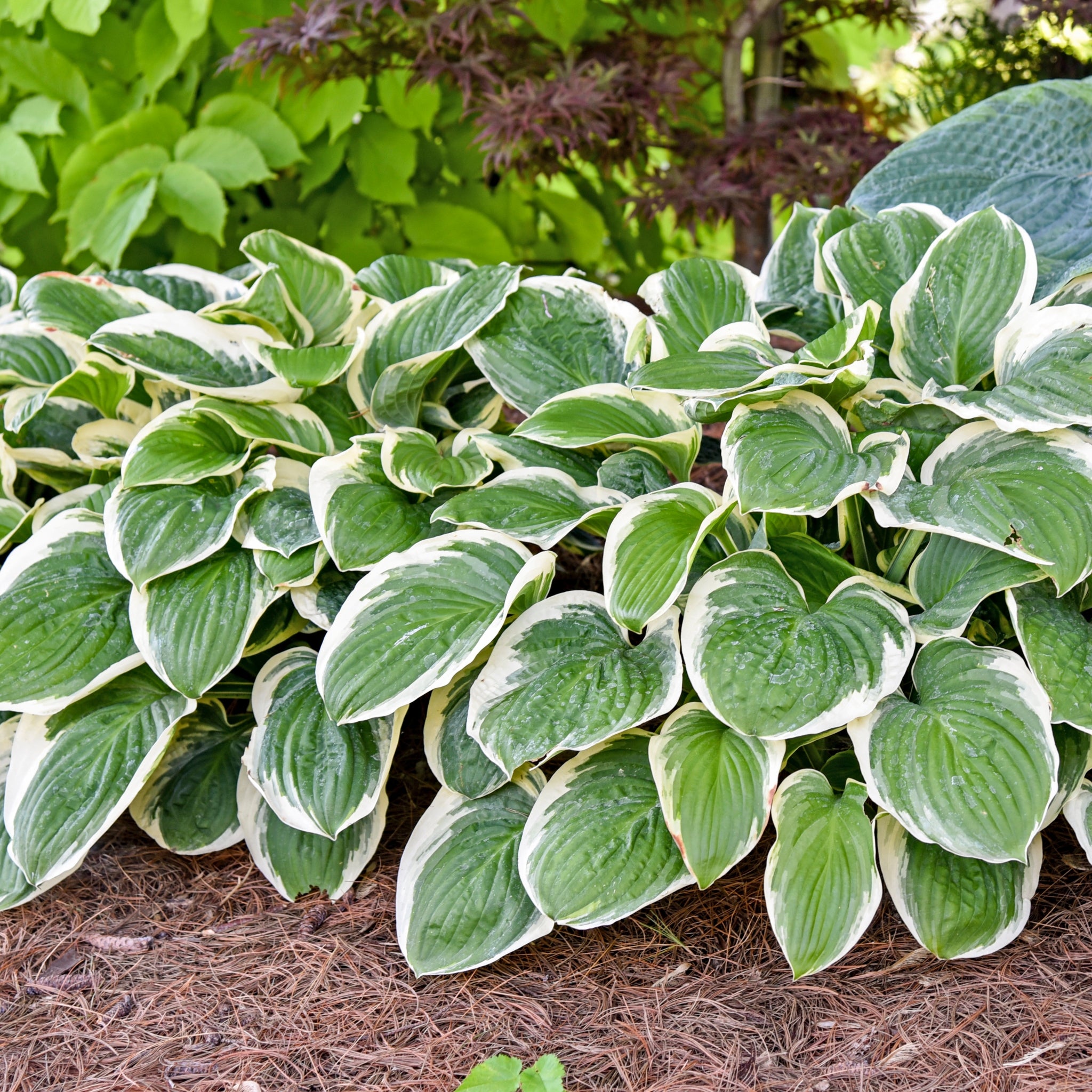 Royal Wedding PP26727 Hosta