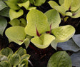 Ruby Earrings Hosta