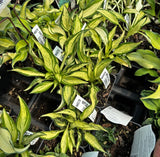 Ruffled Pole Mouse Hosta
