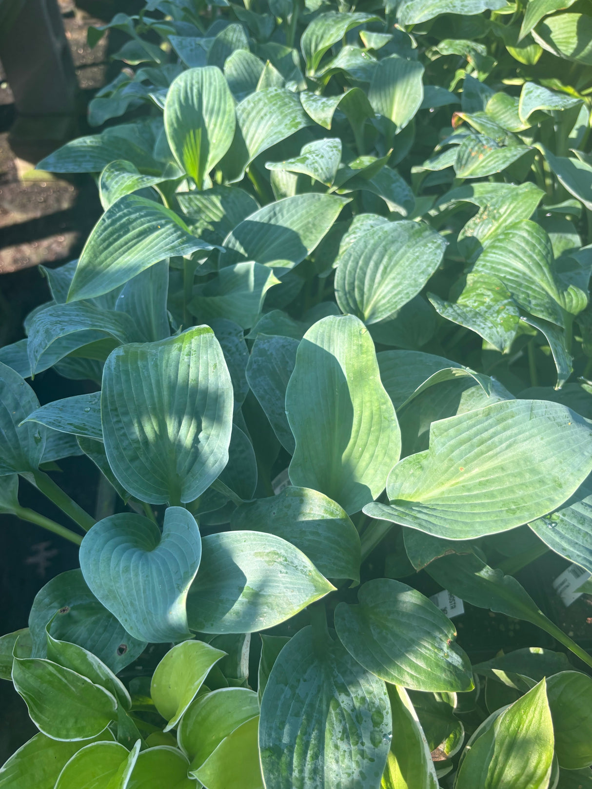 Sacre Bleu Hosta
