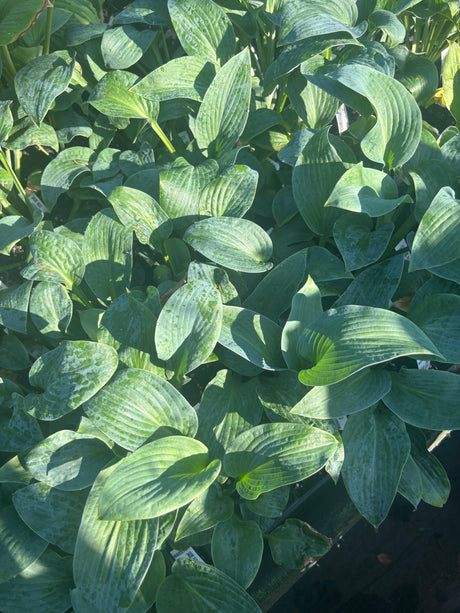 Sacre Bleu Hosta
