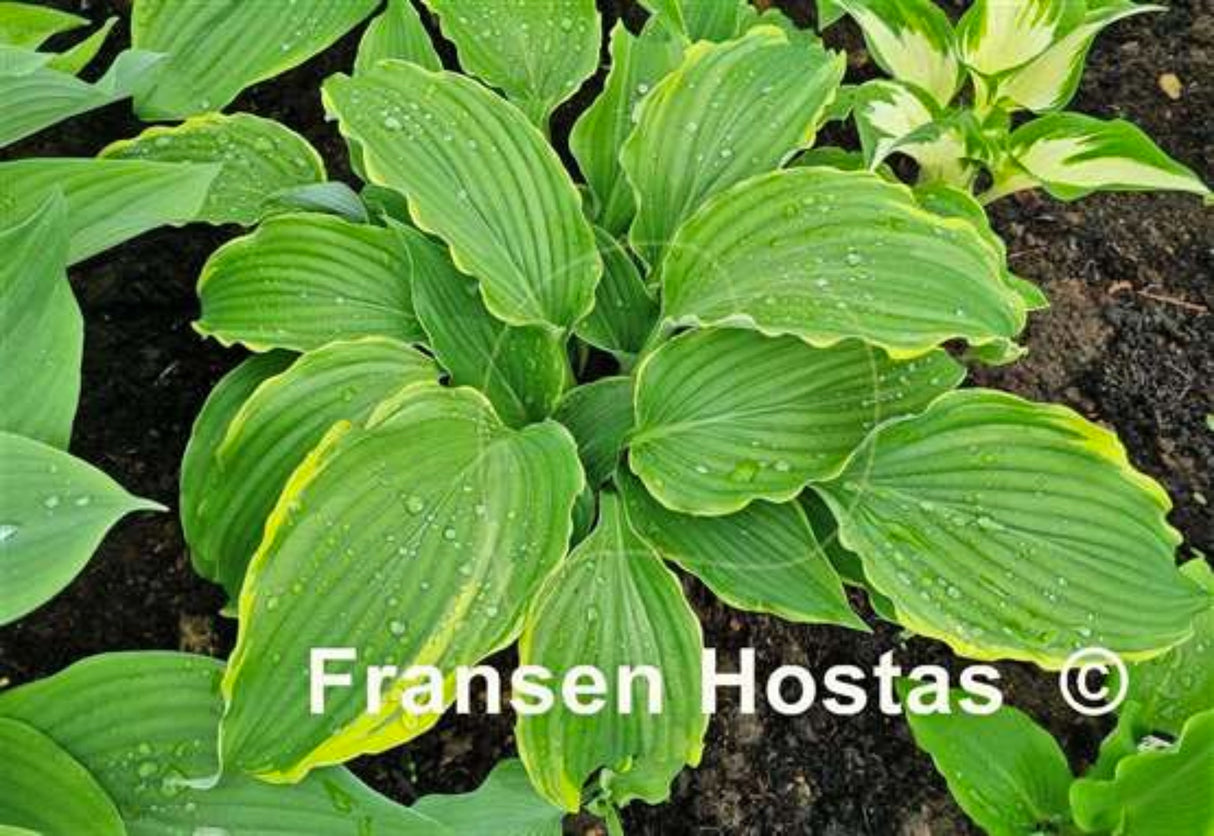 Sada Hosta