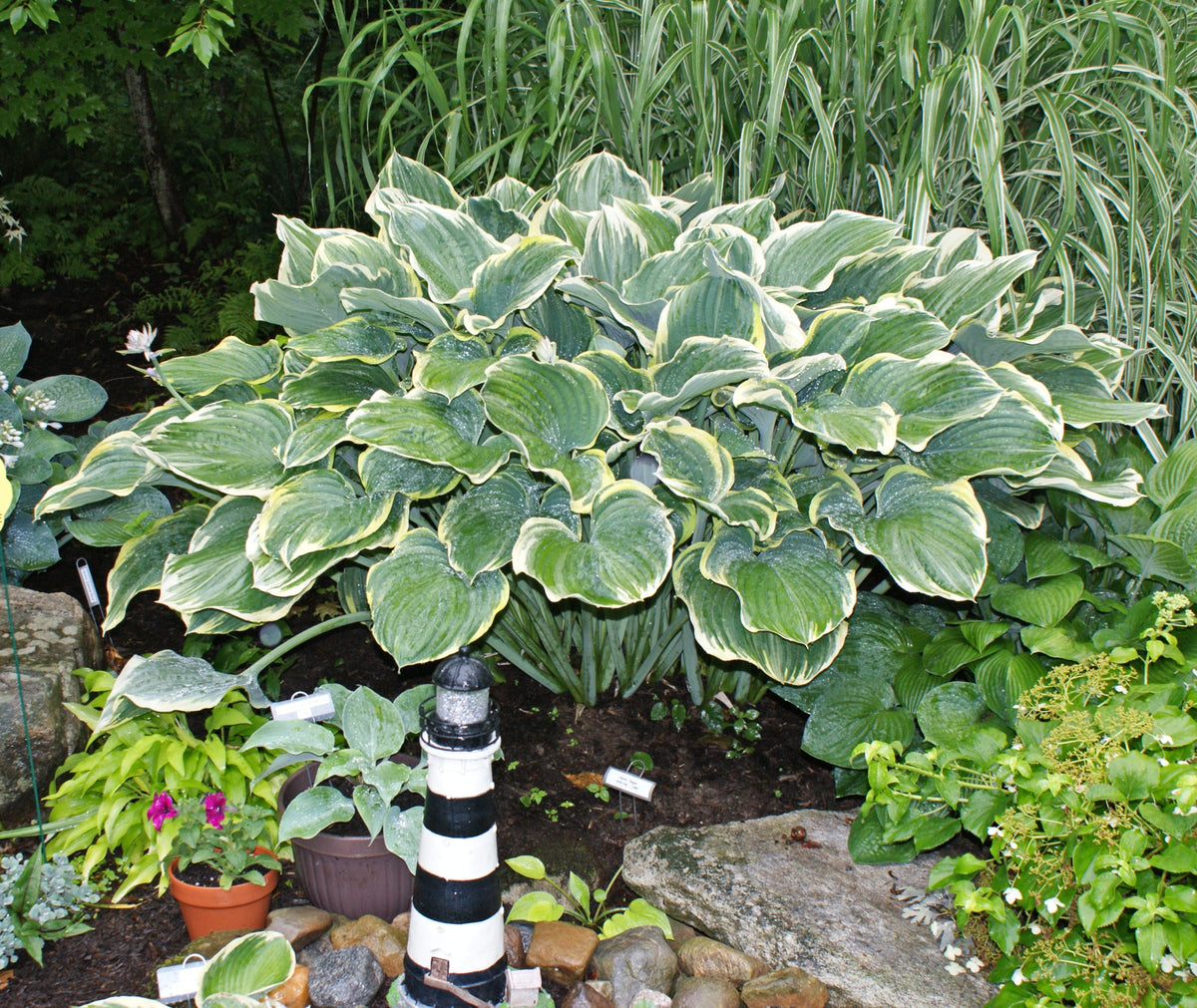 Buy Hostas With White or Cream Margins From NH Hostas